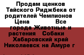 Продам щенков Тайского Риджбека от родителей Чемпионов › Цена ­ 30 000 - Все города Животные и растения » Собаки   . Хабаровский край,Николаевск-на-Амуре г.